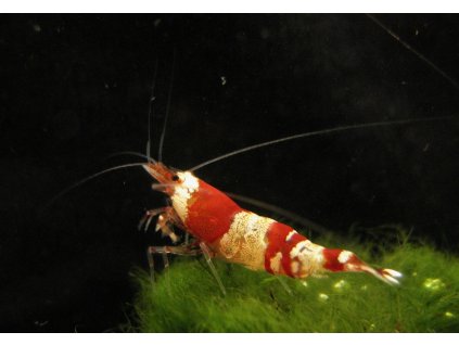 Caridina cantonensis - crystal red grade A