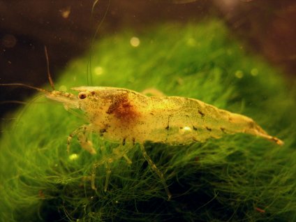 Neocaridina davidi - přírodně zbarvená drobná krevetka