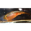 Triops longicaudatus - Listonoh americký