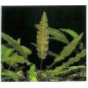 Cryptocoryne affinis - Kryptokoryna červená