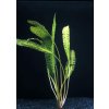Cryptocoryne aponogetifolia