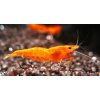 Neocaridina davidi vat. Orange