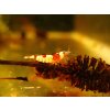 Caridina cantonensis"Crystal red, grade SS"