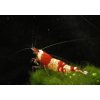 Caridina cantonensis - crystal red grade A