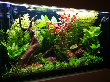 Rastlinné akvárium 270l