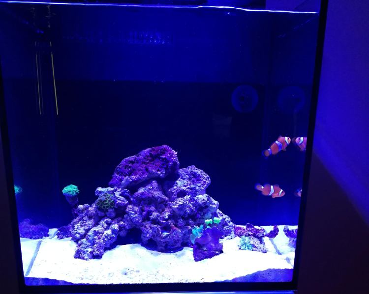 Red Sea Max Nano 75l - morské akvárium 