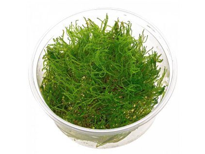 Taiwan moss - Taxiphyllum alternans