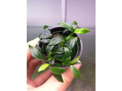 Anubias nana Pangolino