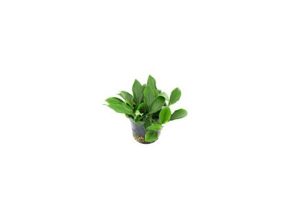 Anubias barteri var. nana 'Paxing'