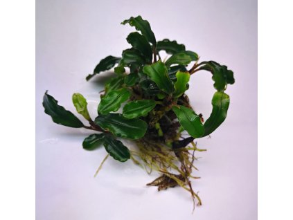 bucephalandra biblis red