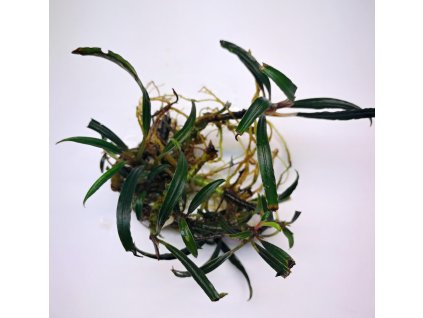 bucephalandra red titan