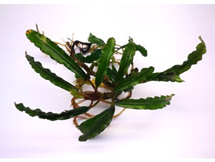 bucephalandra green catherine