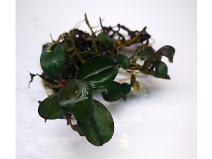 bucephalandra pandora