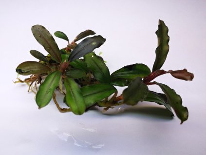 bucephalandra thea leaf