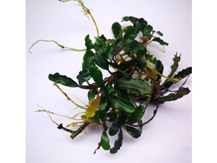 bucephalandra mini velvet