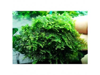 china moss