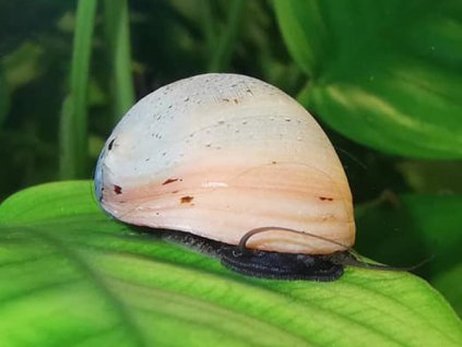 Neritina sp. Pink Helmet