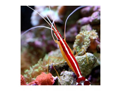 lysmata amboinensis scarlet skunk cleaner shrimp