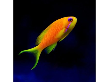Pseudanthias squamipinnis