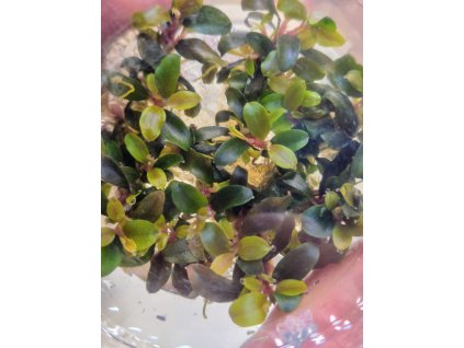 Bucephalandra theia red in-Vitro