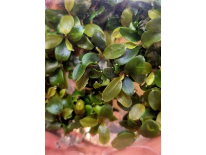 Bucephalandra maya in-Vitro