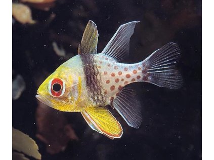 Sphaeramia nematoptera