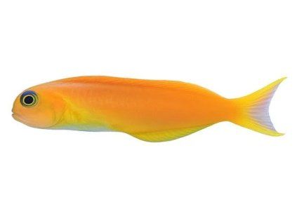 midas blenny ecsenius midas