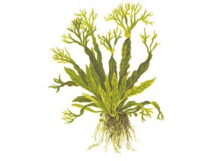 Microsorum pteropus ’Windelov’