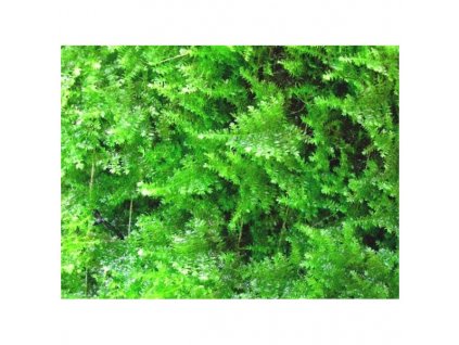 Vesicularia montagnei - Christmas moss