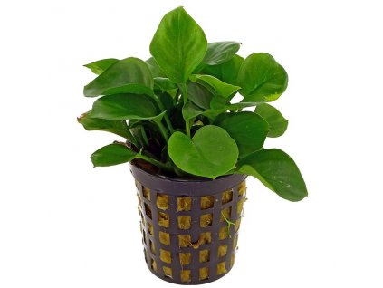 anubias barteri var nana