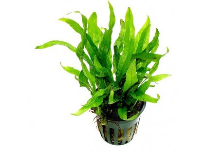 Microsorum mini