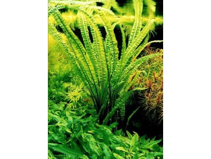 cryptocoryne balansae