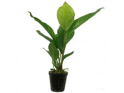 Anubias heterophylla