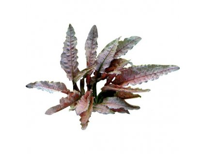 Cryptocoryne spec. 'Flamingo'