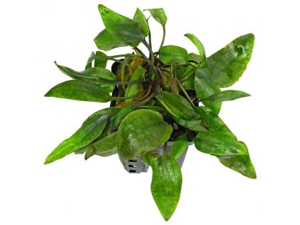 Cryptocoryne purpurea