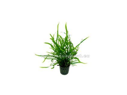 Microsorum trident