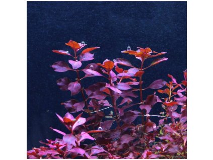 Ludwigia sp. Super Red