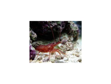 Lysmata wurdemanni