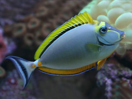 Naso elegans  veľkosť 8-10 cm