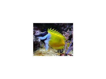 Siganus vulpinus