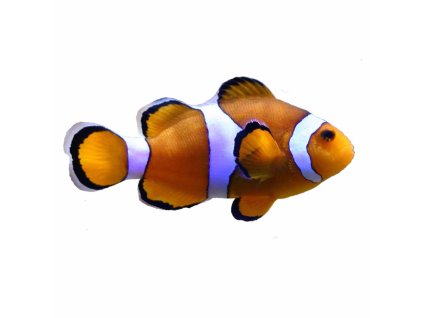 Percula Clown Amphiprion percula