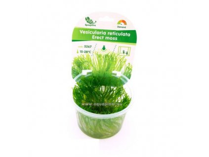 Vesicularia reticulata - Erect moss