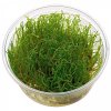 Vesicularia sp. - Creeping moss