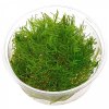 Taiwan moss - Taxiphyllum alternans