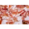 artemia brine shrimp