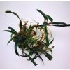 bucephalandra red titan