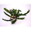 bucephalandra green catherine