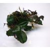 bucephalandra pandora