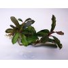 bucephalandra thea leaf