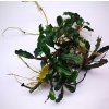 bucephalandra mini velvet